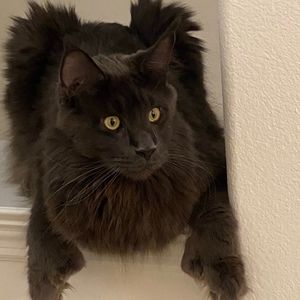 Meet your Posher, Cherry